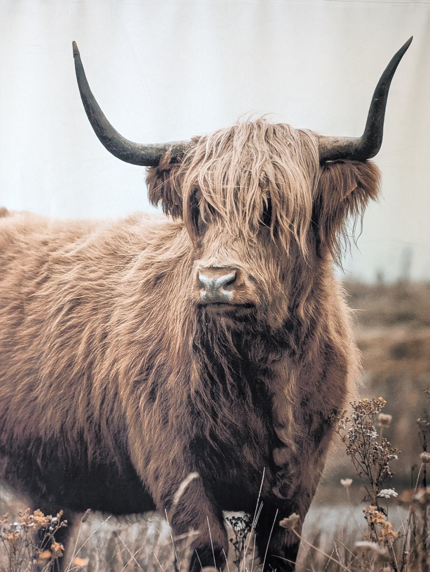 Wanddoek met Schotse Hooglander