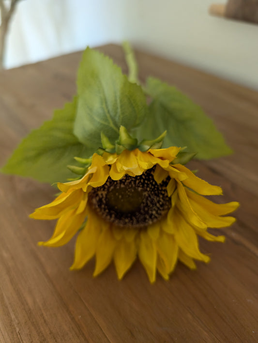 Zonnebloem
