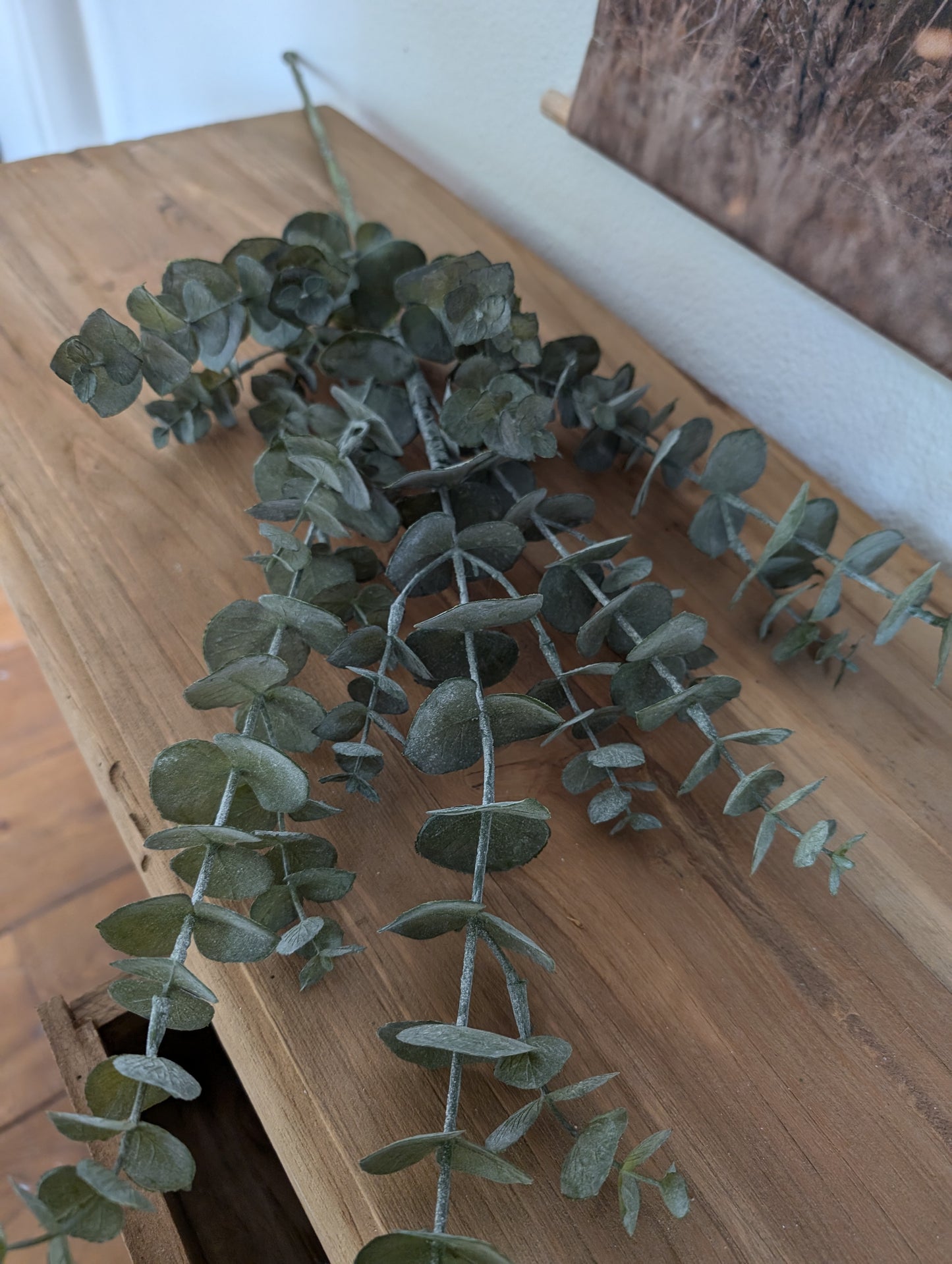 Eucalyptus tak